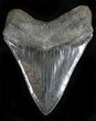 Grey, Serrated Megalodon Tooth #21967-2